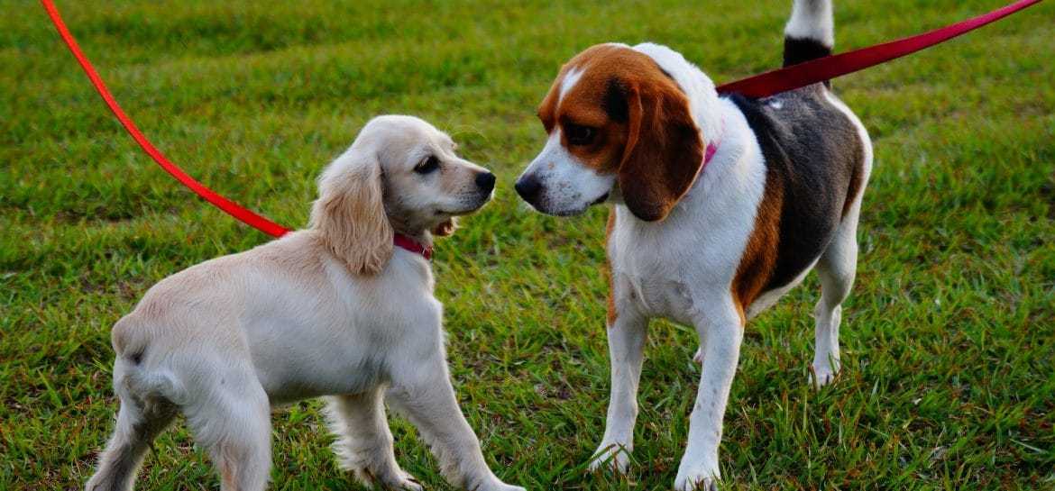 rencontre-de-chien-et-toux-de-chenil
