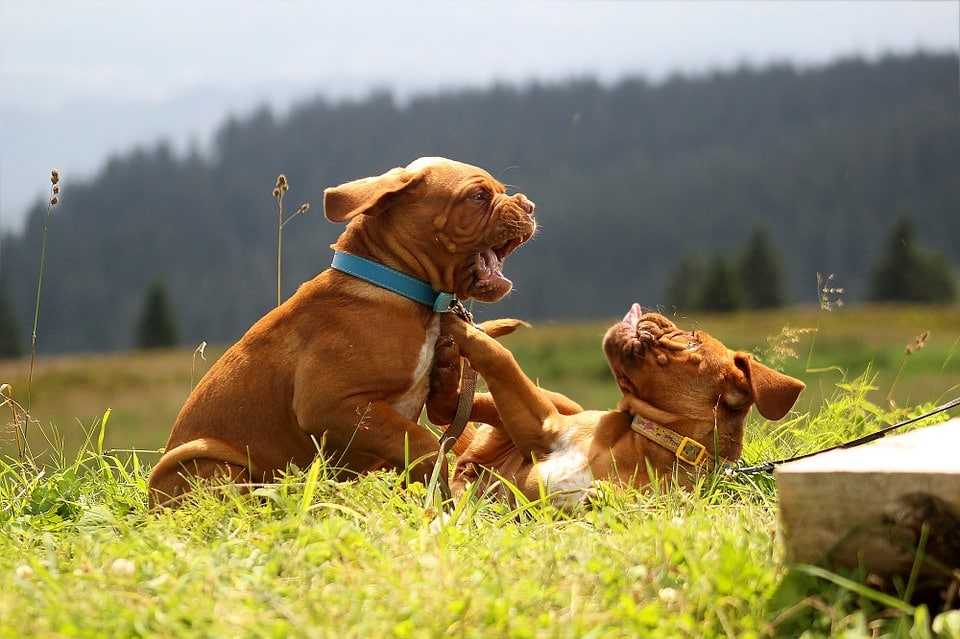 la socialisation du chiot digue de bordeaux