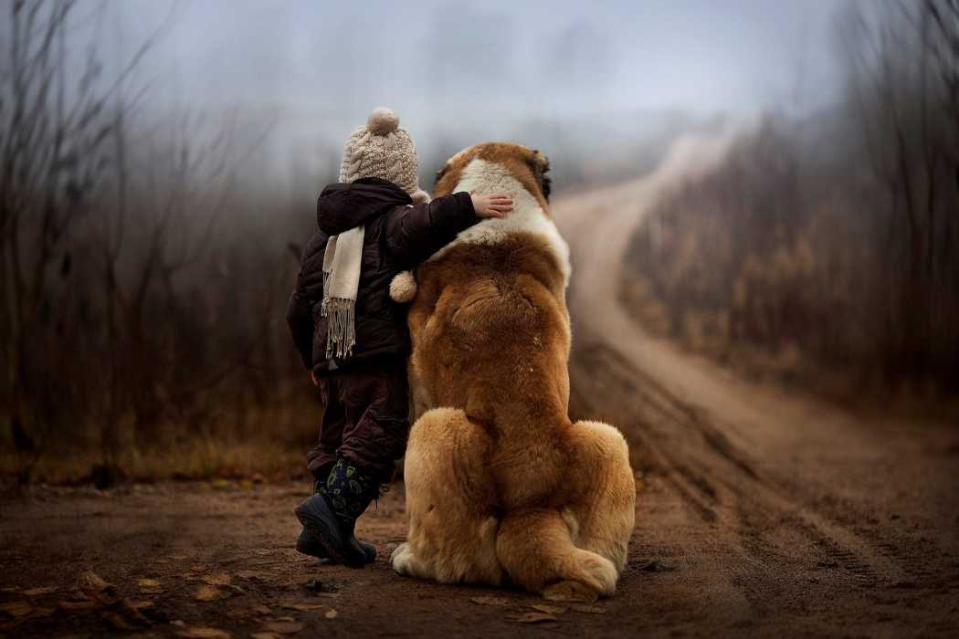 les besoins du chien