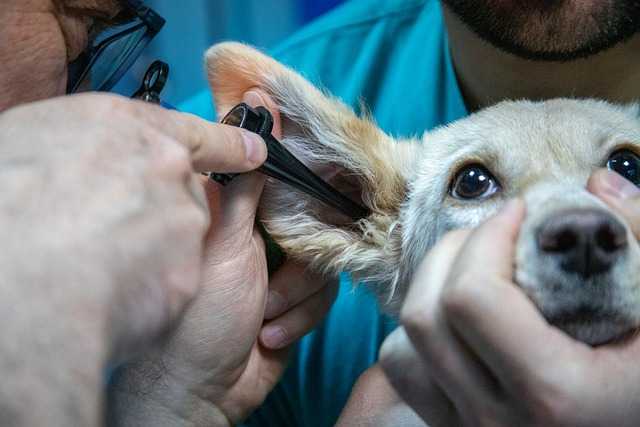 vétérinaire effectuant des soins aux oreilles d'un chien