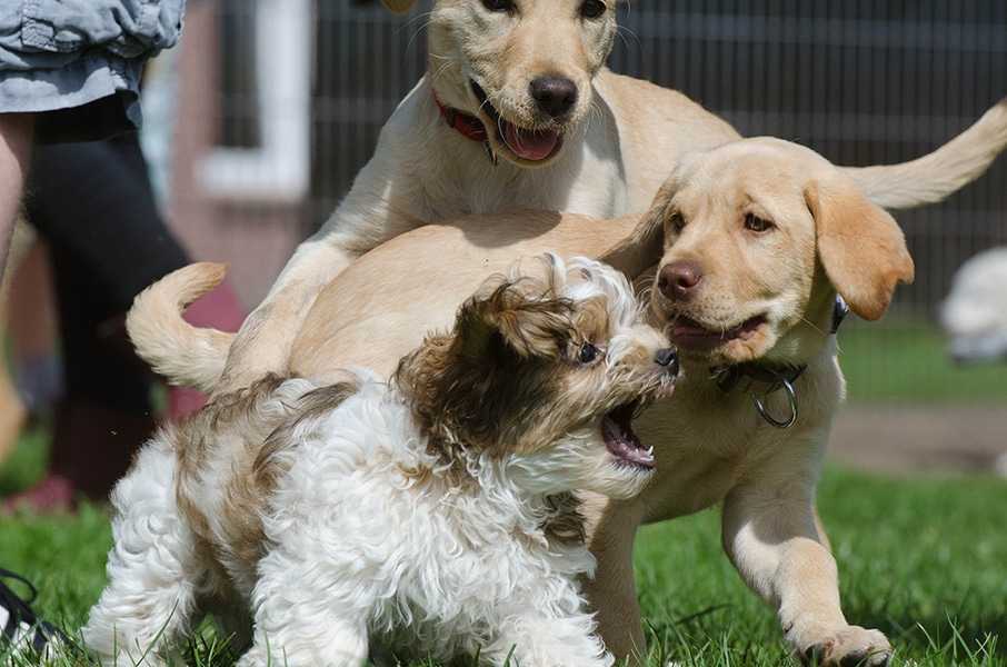rassemblement-canin