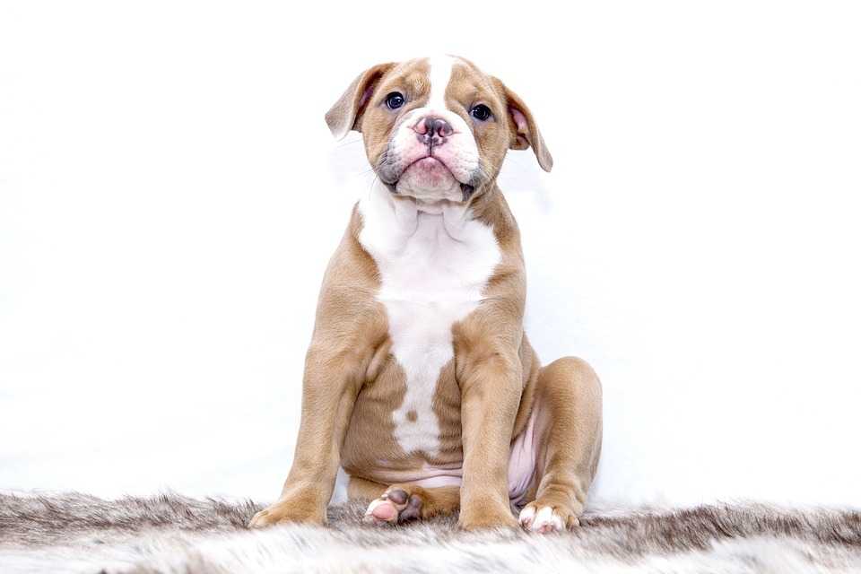 qu'est-ce-que-le-chiot-apprend-pendant-lasocialisation