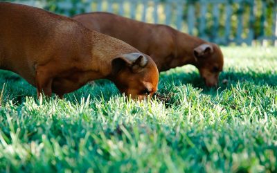 Coprophagie Chien: Les Causes de la Coprophagie du Chien