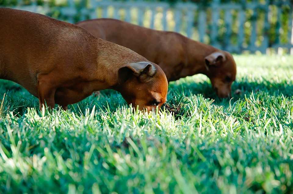 cophrophagie chien