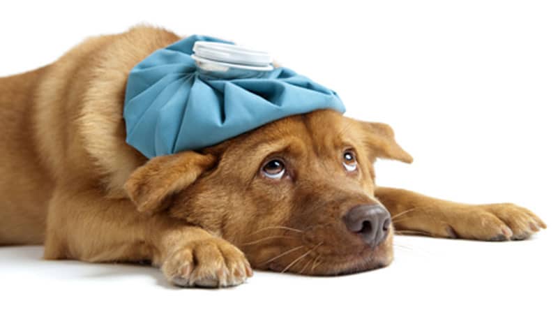 chien-malade-toux-du-chenil