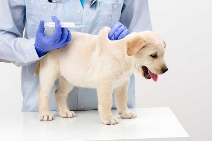 vaccination-toux-de-chenil