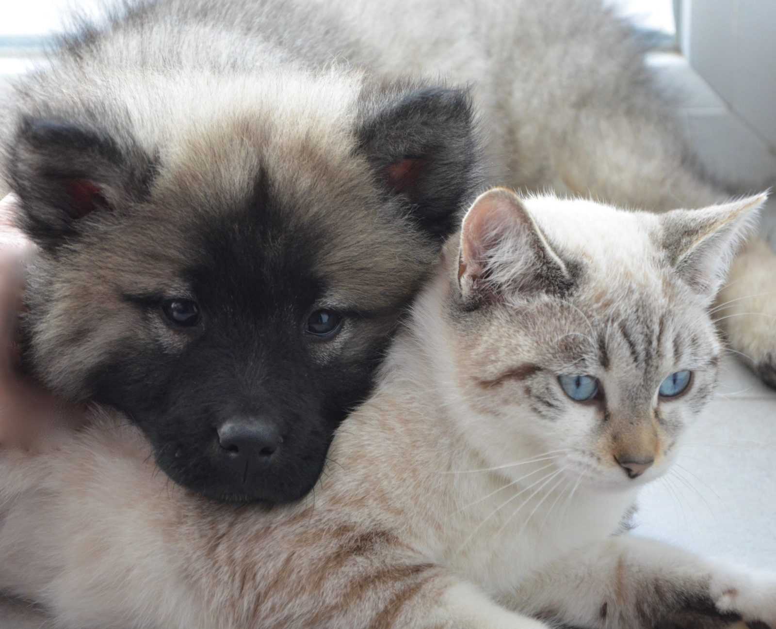 Comment socialiser son chiot ?