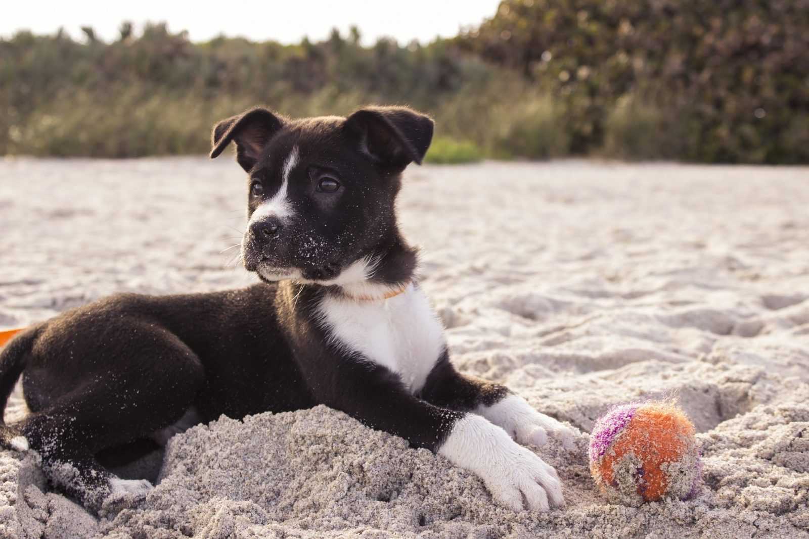Comment socialiser son chiot ?