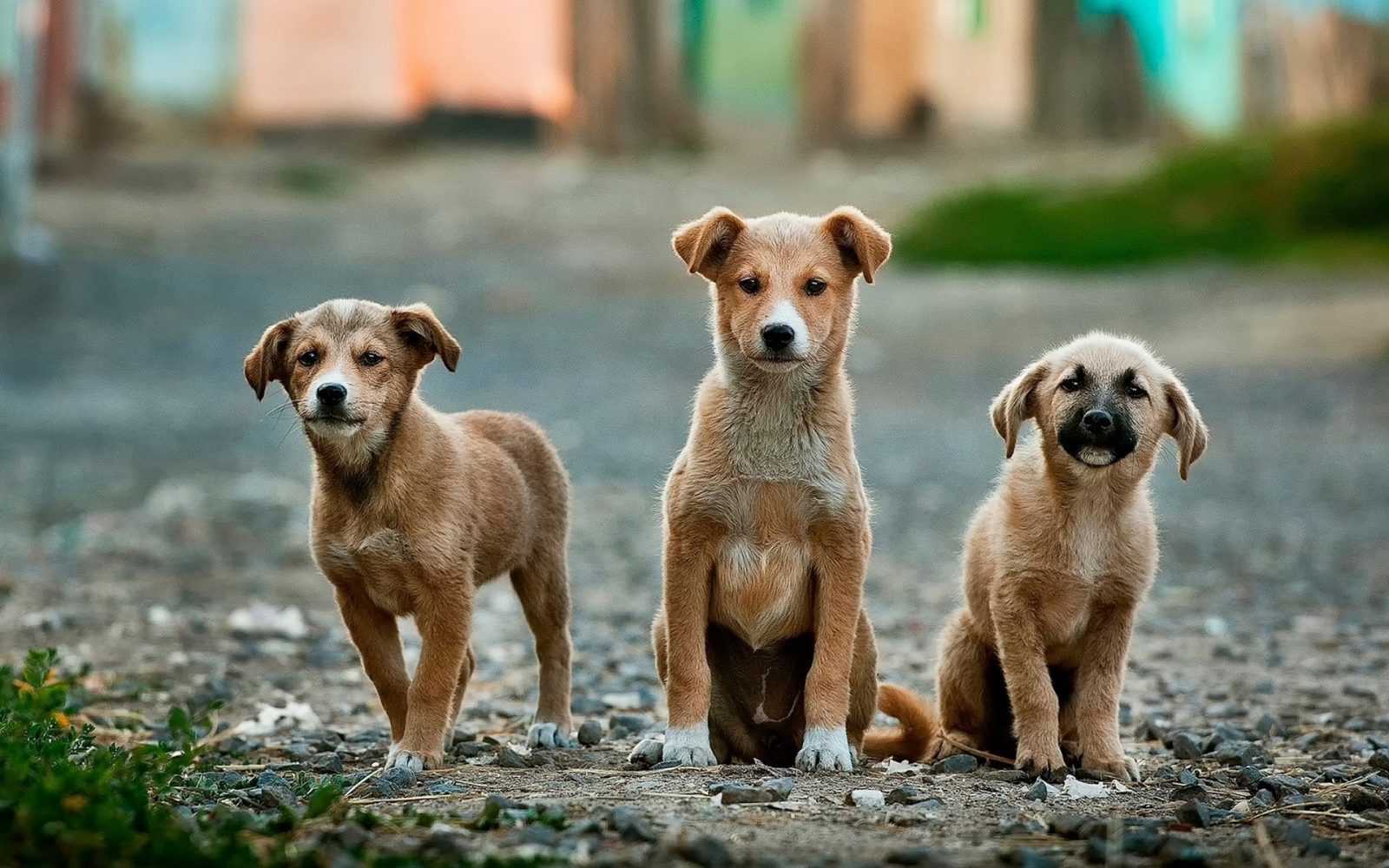 Comment socialiser son chiot ?