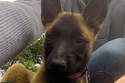 La socialisation de votre chiot est une étape indispensable pour qu'il est un comportement canin équilibré et stable auprès de vous. Les éducateurs canins comportementaliste vous livre leurs conseils