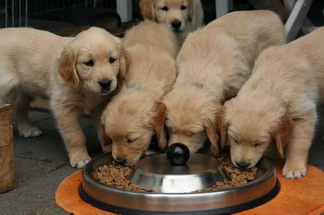 Bien nourrir mon chien grâce aux conseils des éducateurs canins respectdogs