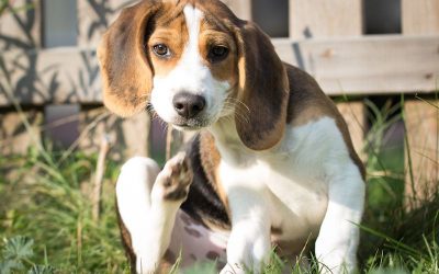 7 choses à savoir pour traiter les puces sur un chien