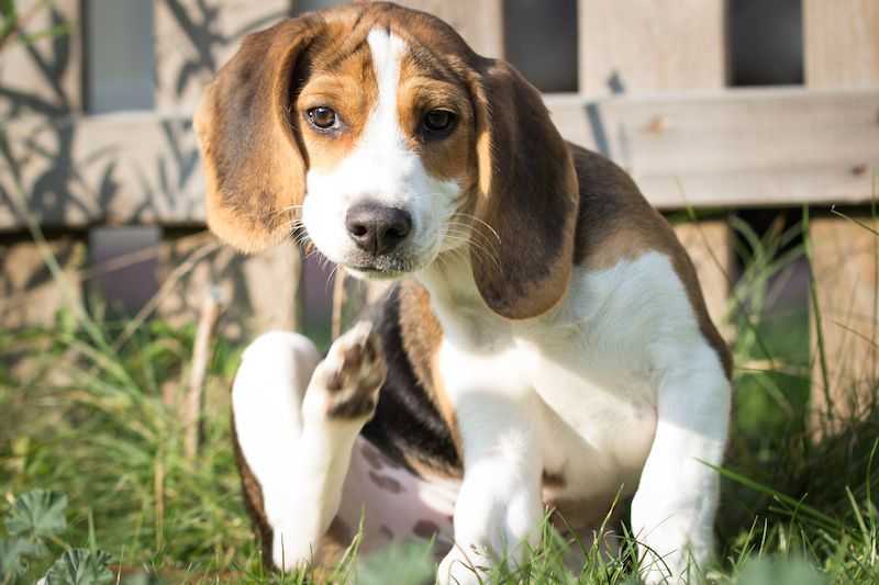 traiter les puces sur un chien