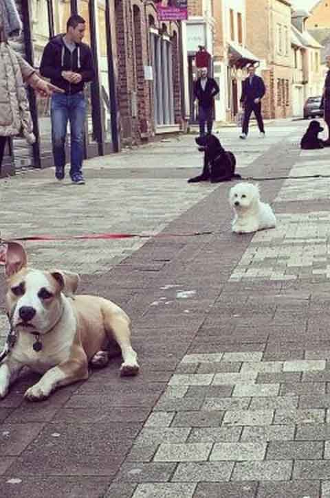 Séance d'éducation canine ou de dressage avec un éducateur dresseur pour chien
