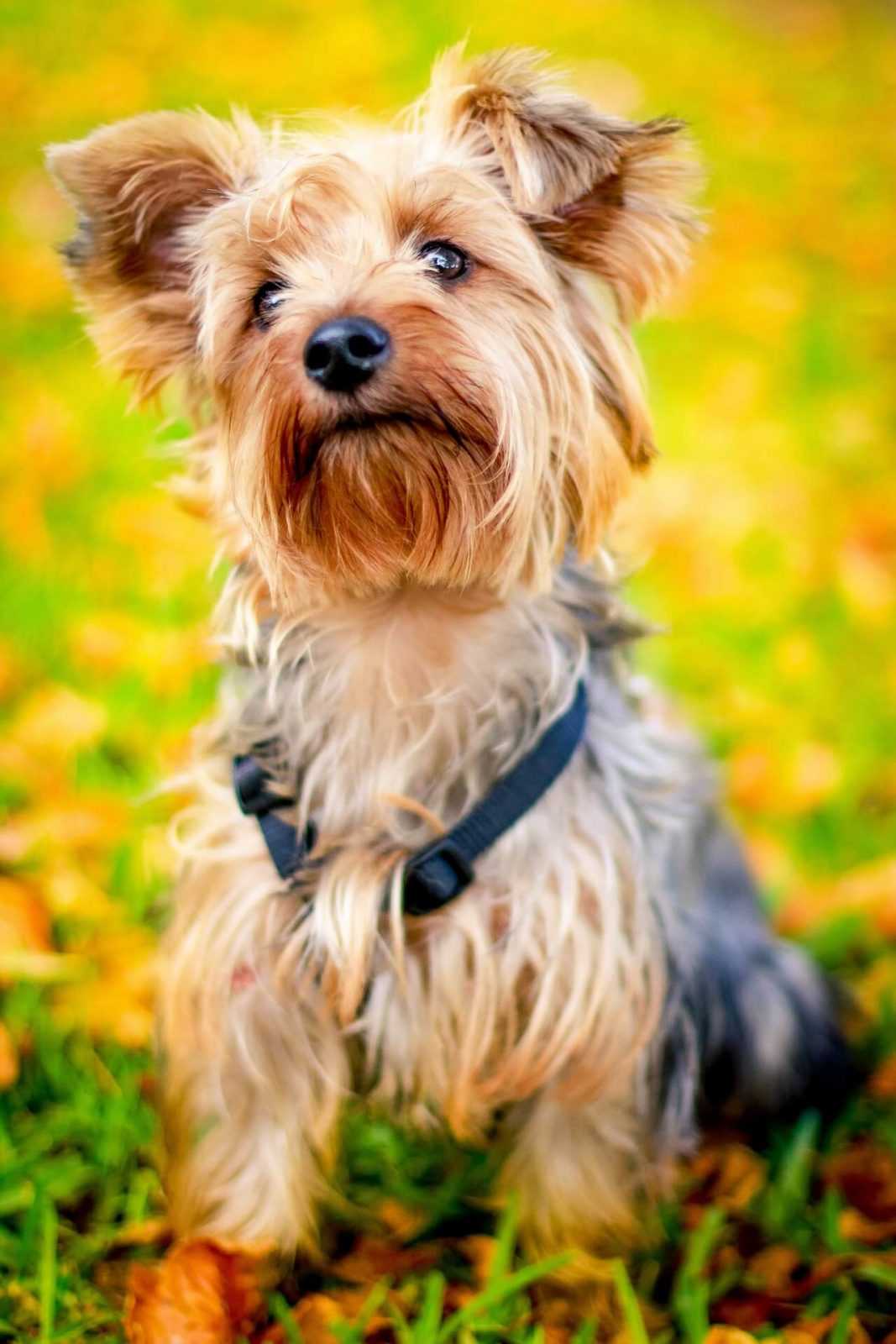 comportementaliste canin à domicile