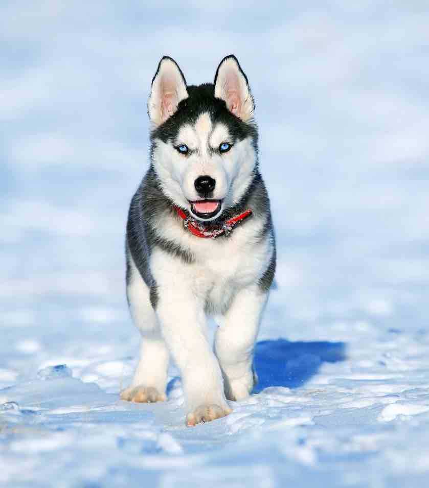 dressage chien avalanche