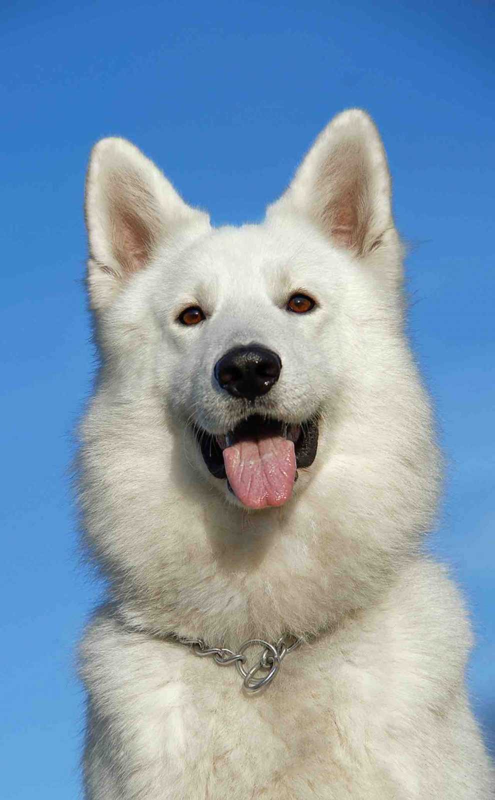 Un chien avec son propriétaire heureux par Respectdogs
