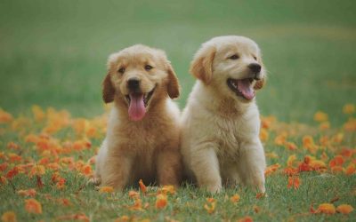 Adopter un chien à Rouen : une Association pour l&rsquo;Adoption de chien Rouen