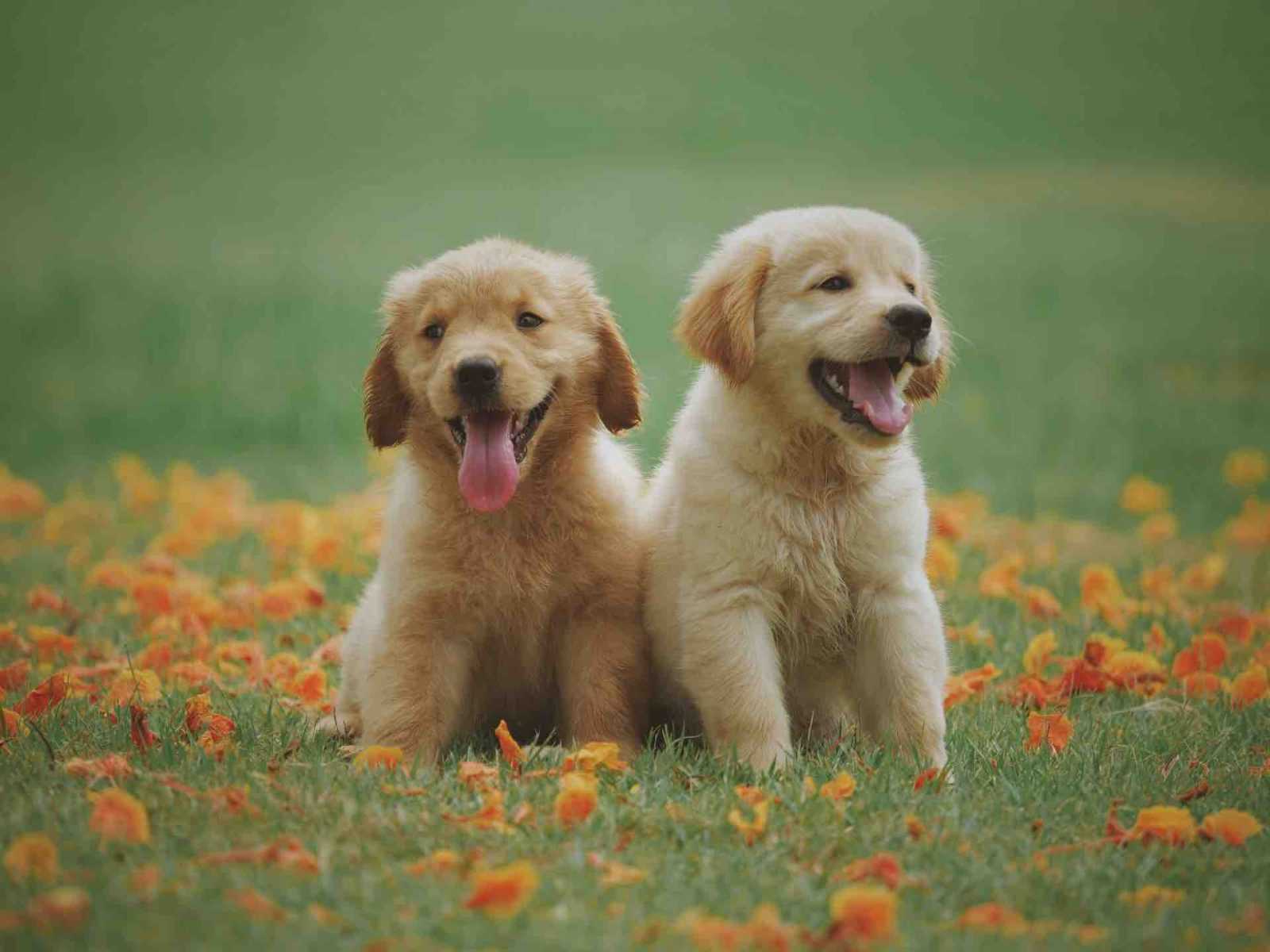 Un chien avec son propriétaire heureux par Respectdogs