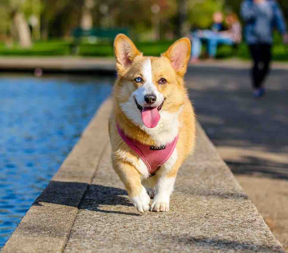 Un chien avec son propriétaire heureux par Respectdogs