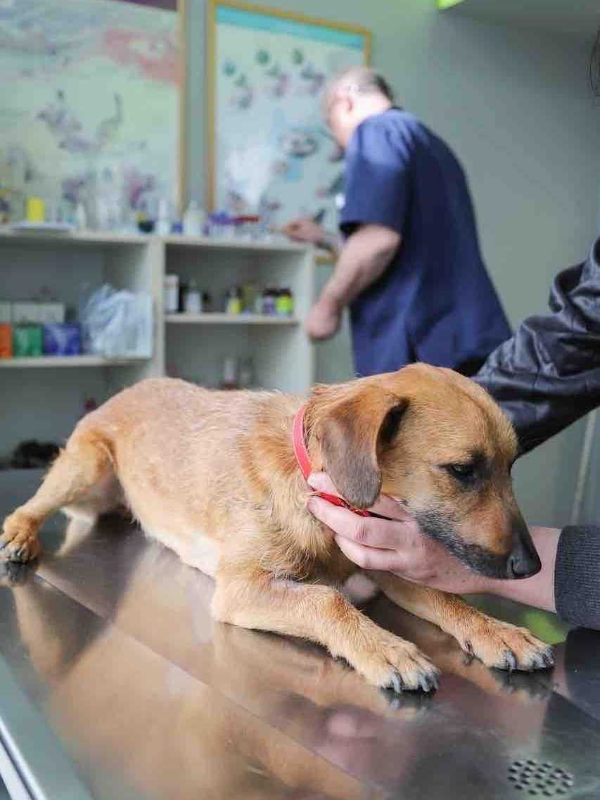 veterinaire comportementaliste canin