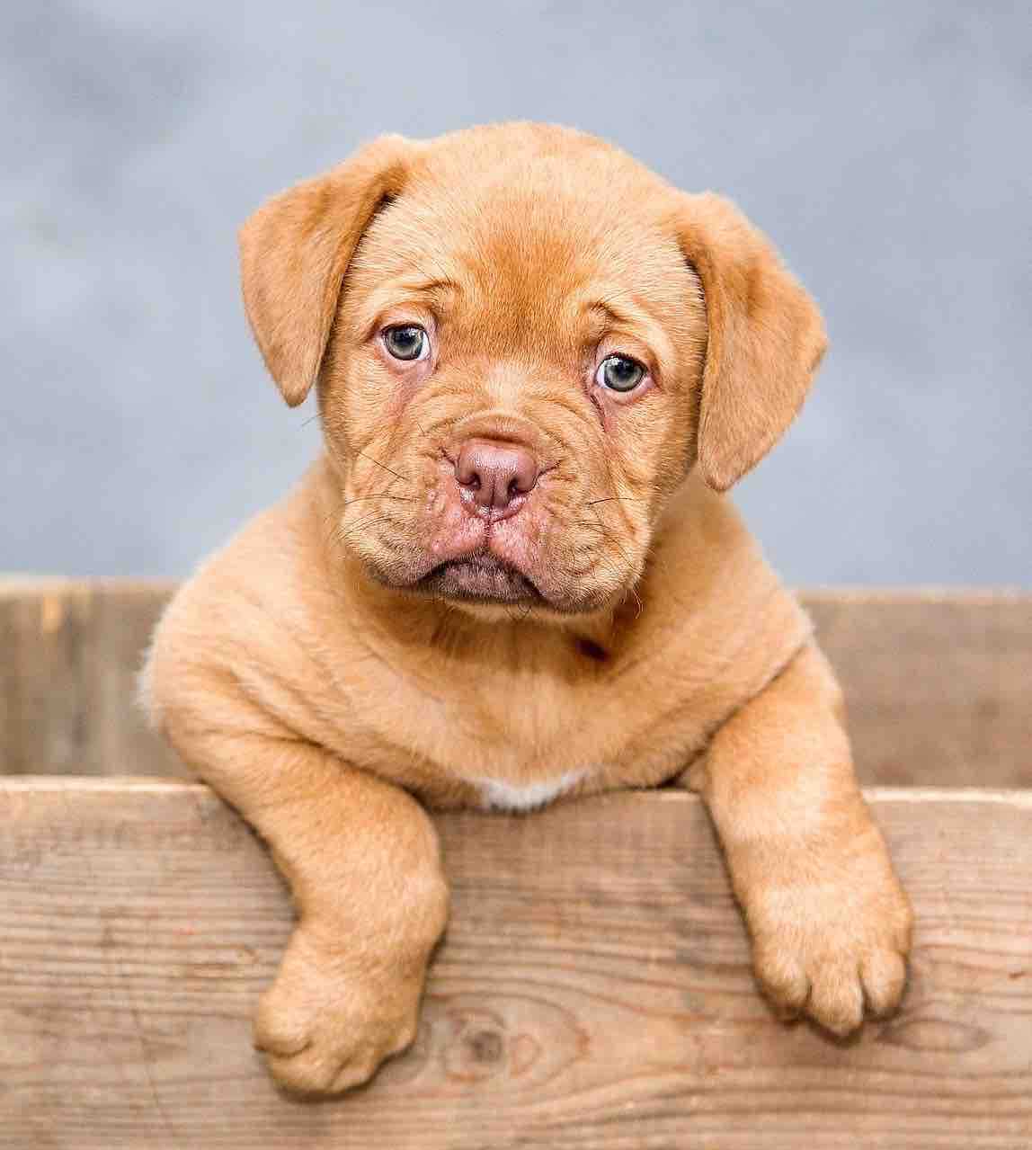 cours d'éducation pour chiot