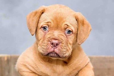 cours d'éducation pour chiot