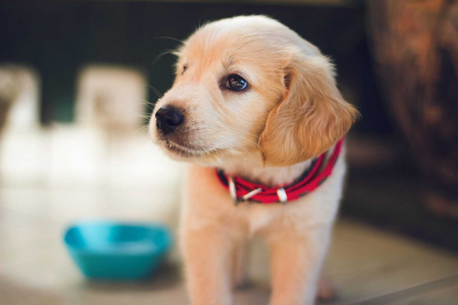 Chiot Golden Retriever avec un collier rouge
