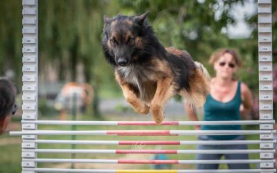 Dog CrossFit : Tout savoir sur le sport canin Dog Cross Fit