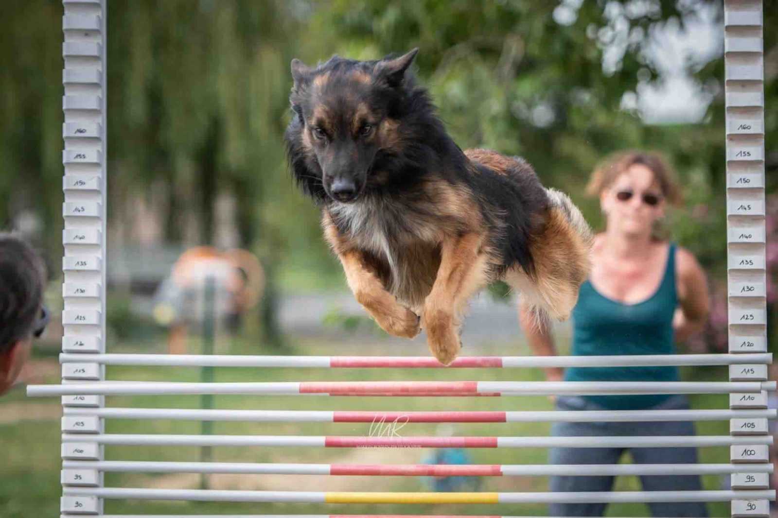 dog cross fit saut en hauteur