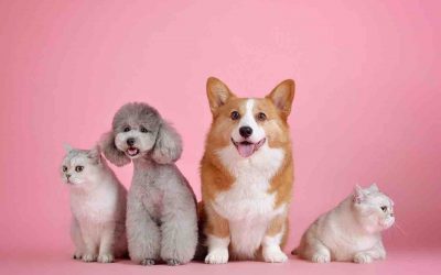Top 10 Magasin pour chien Rouen