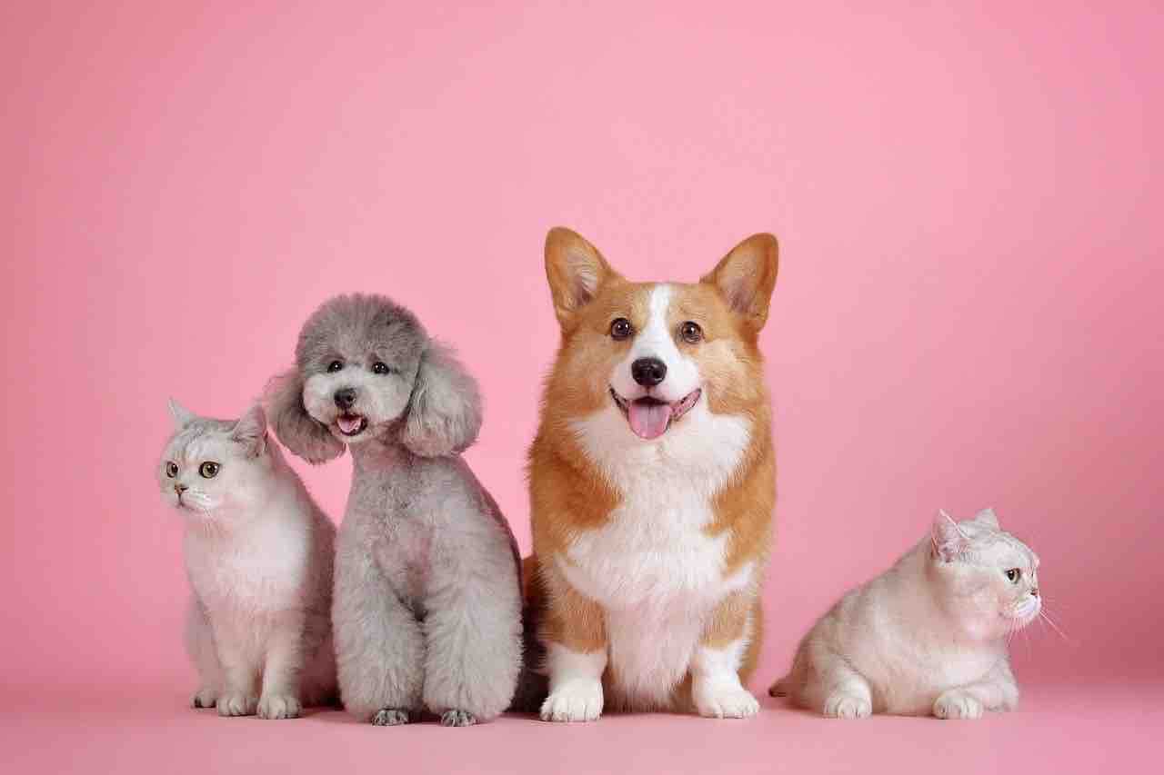 magasin chien rouen