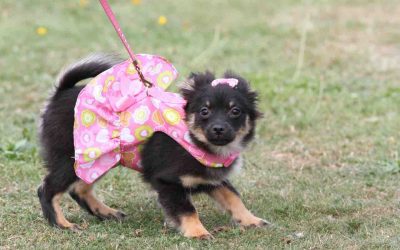 Top 10 Toiletteurs chien Rouen