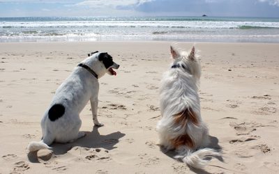 Honfleur : Quelles sont les plages autorisées aux chiens ?