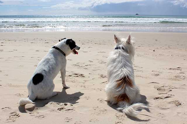 chiens assis sur la plage