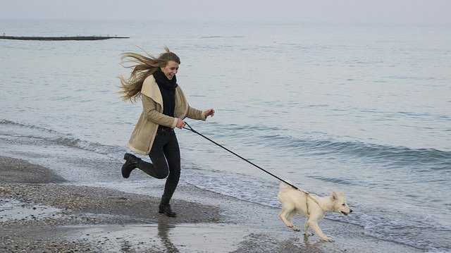 Honfleur plages autorisées aux chiens