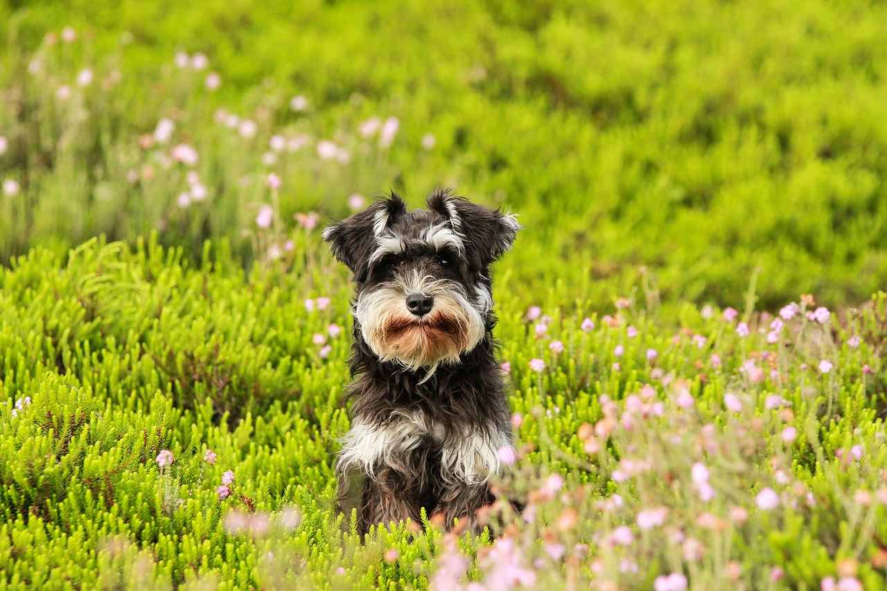 pension canine Evreux