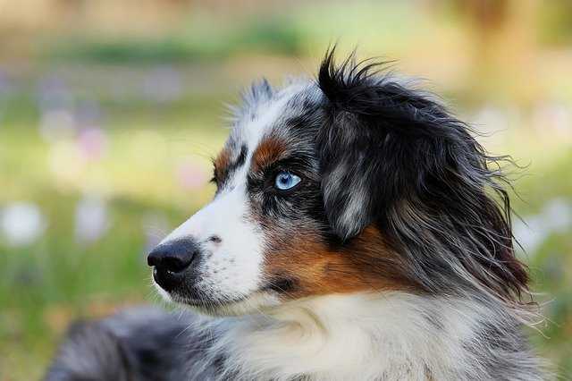 berger australien bleu merle aux yeux bleu