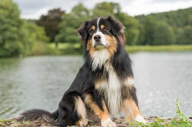 Berger australien assis devant un lac