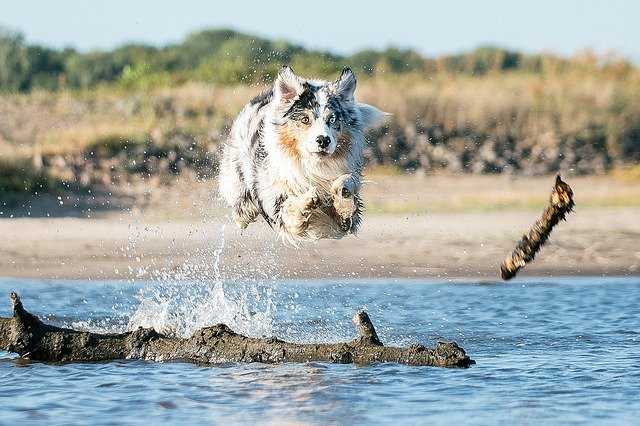 Berger Australien qui saute dans l'eau