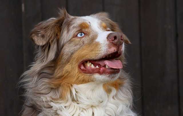 Berger australien rouge merle aux yeux bleu