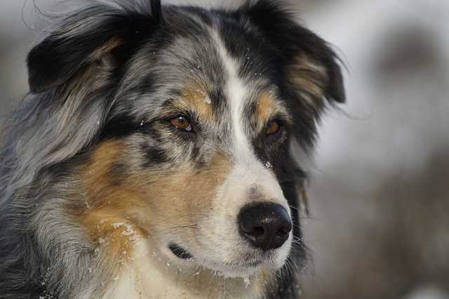 berger australien bleu merle
