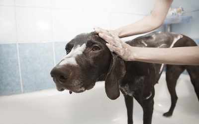 Meilleurs toiletteurs pour chien à Caen