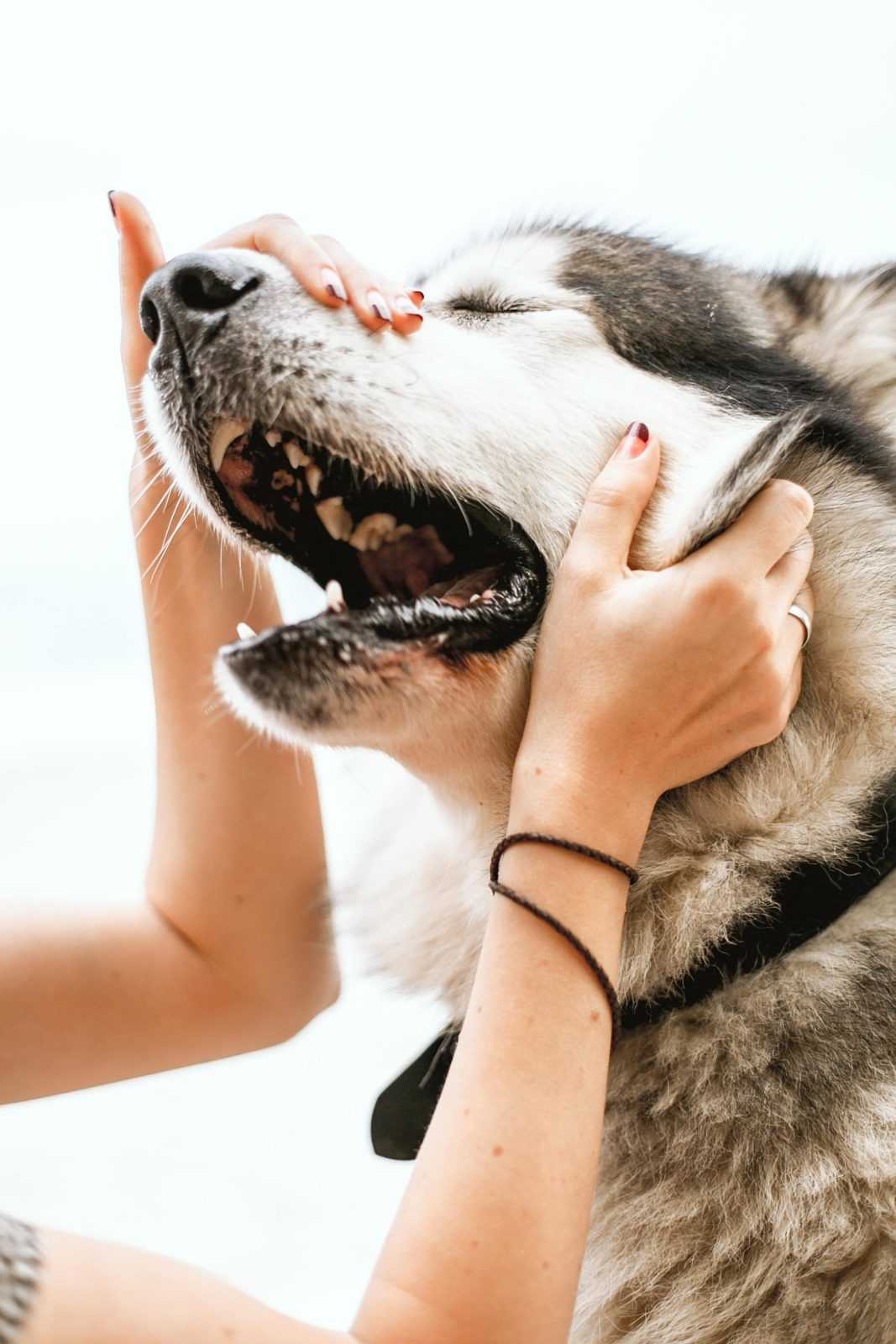garde pour chien Caen