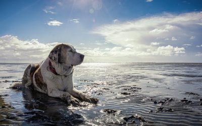 Gironde : Plages autorisées aux chiens