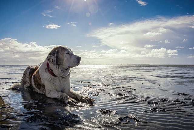 plages autorisées aux chiens arcachon
