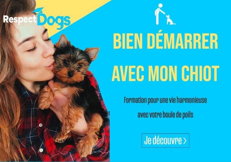 chiot