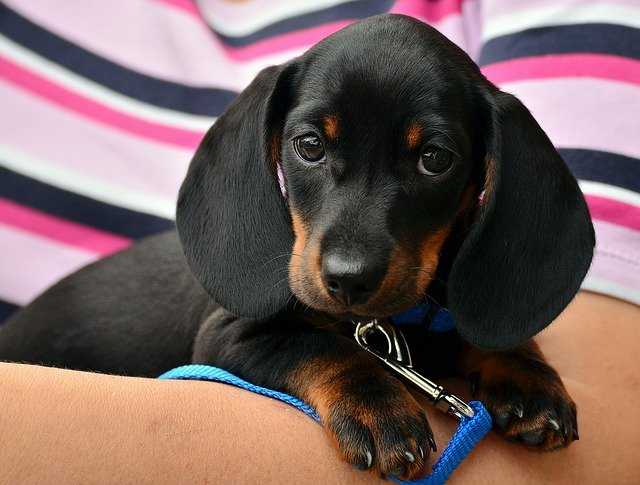 chiot teckel dans les bras
