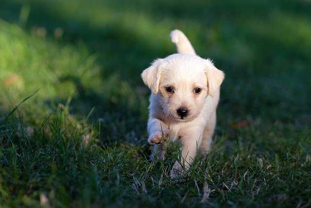 chiot dans le jardin