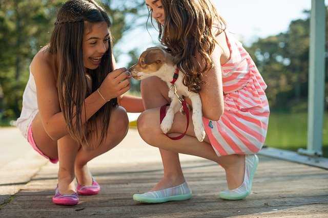 chiot dans les bras de deux jeunes filles